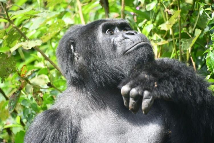 Nkuringo 02