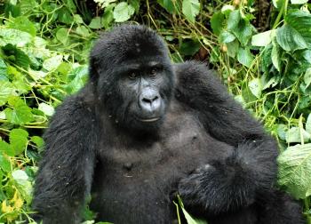 gorila Kibale