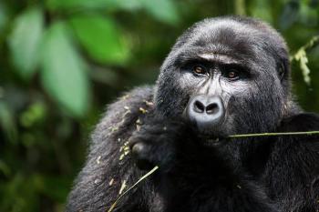 Rafiki - foto gorila