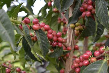 arabica cervené bobule