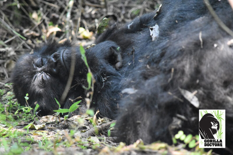 Udržování zdraví horské gorily Tulambule: Tehdy a teď