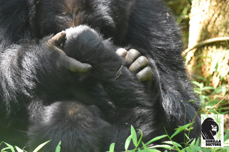 Tulambuleho matka „kontroluje“ drátěnou past, 2019.
