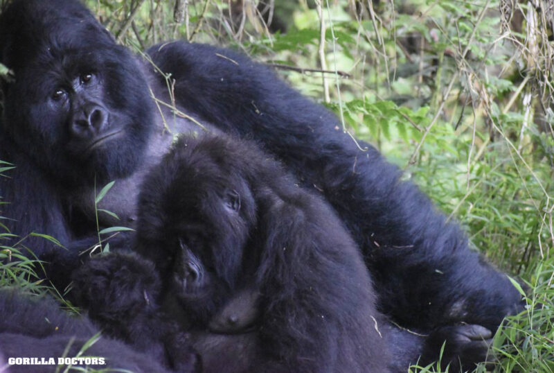 Tulambule se svým mládětem a stříbrohřbetým samcem, 26. ledna 2026.