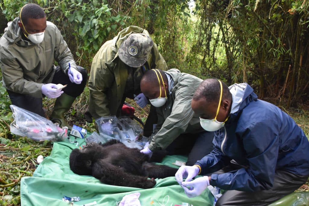 Gorilla Doctors ošetřují mládě horské gorily po záchraně z pasti. © Gorilla Doctors
