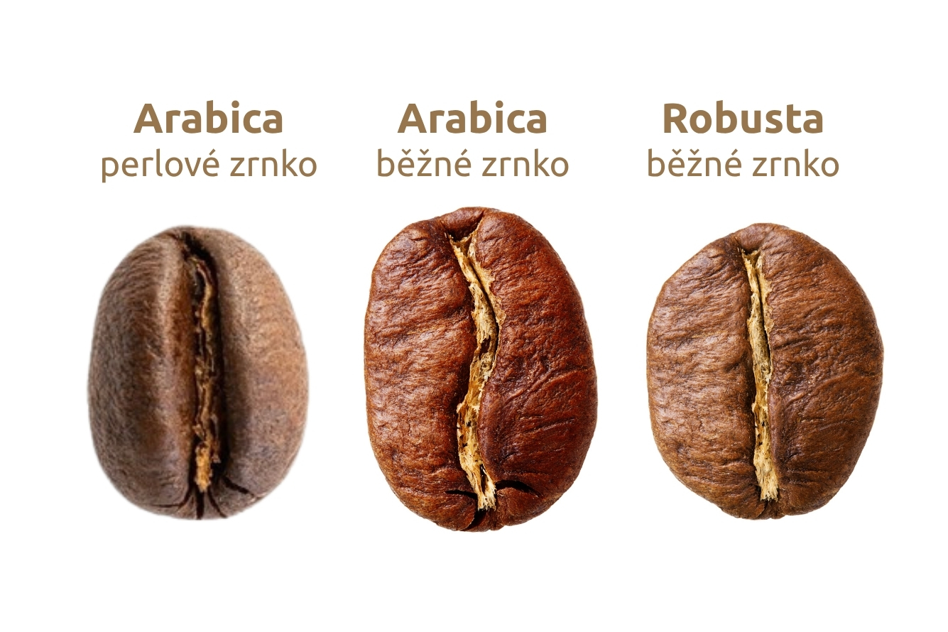 srovnání zrna perlové kávy versus běžné zrno arabica a robusta