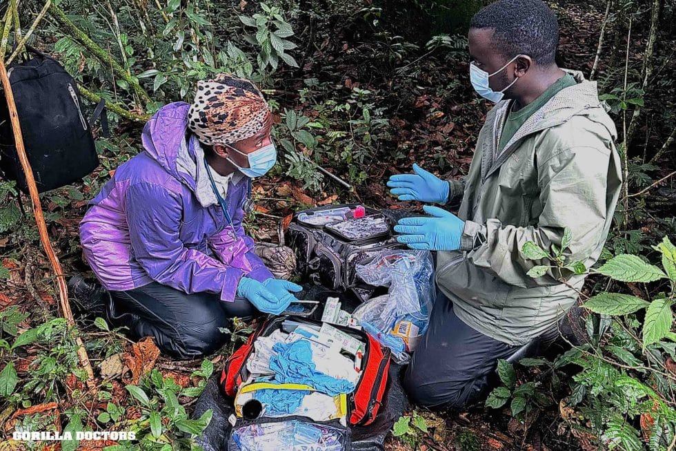 Dr. Nelson a Gloria (veterinářka pracující na projektu) diskutují o léku na Muyambiho zákrok a připravují ho. 12. července 2026 © Gorilla Doctors