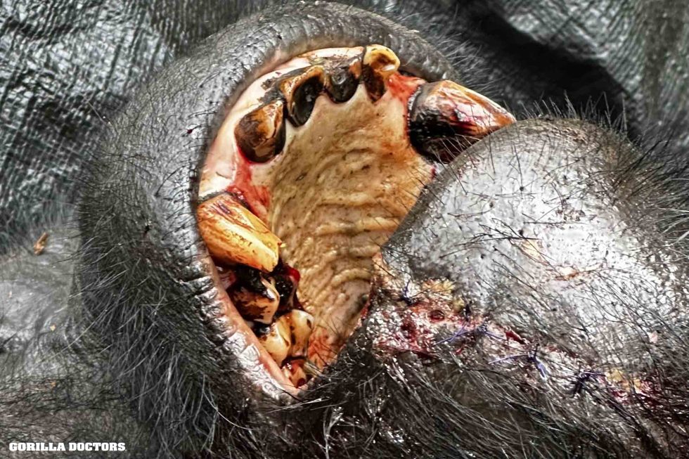 Muyambiho opravený ret po operaci, 12. července 2026. © Gorilla Doctors