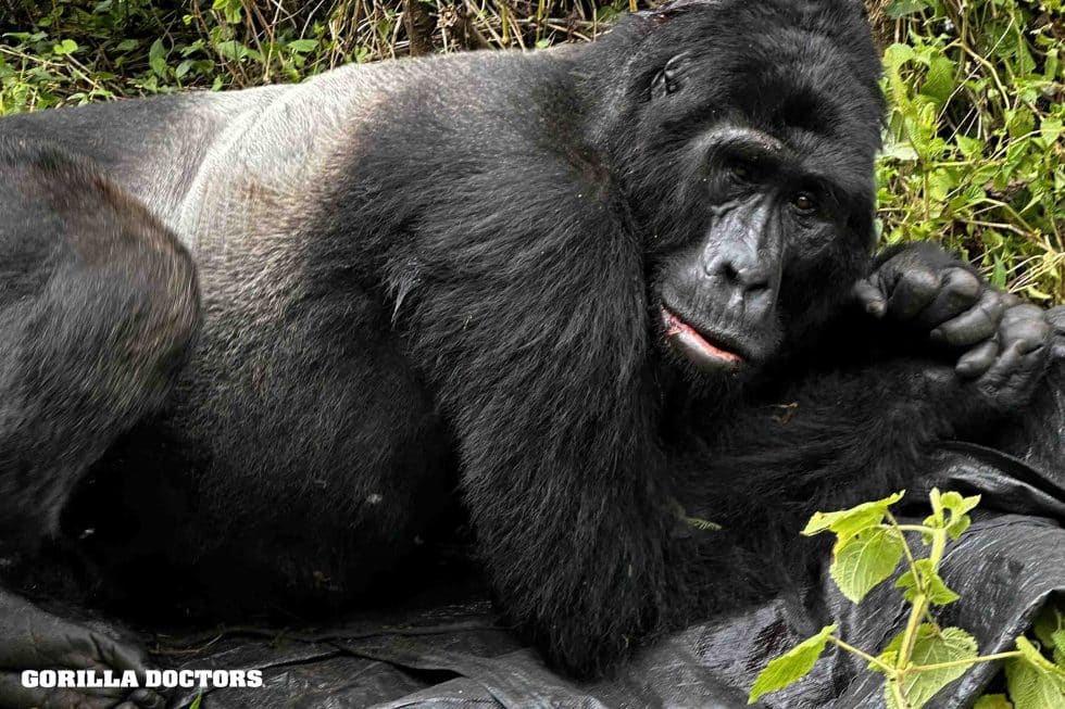 Muyambi se zotavuje z anestezie, než se 12. července 2026 odstěhuje a připojí se ke své skupině. © Gorilla Doctors