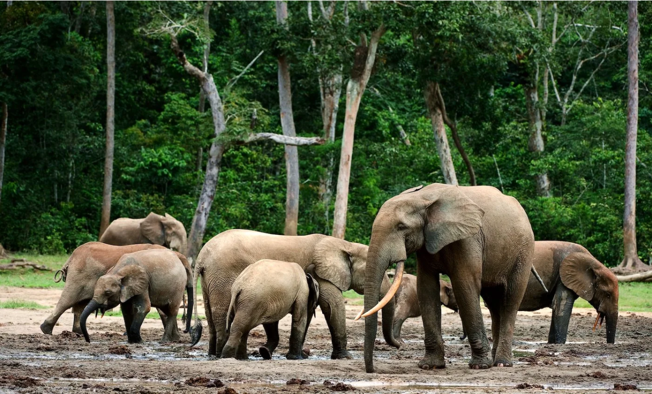 Pralesní sloni - rodina