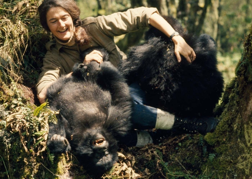 Dian Fossey a čas strávený hrou s horskými gorilami