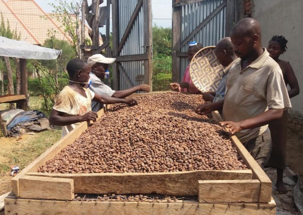 Farma v oblasti Bundibugyo