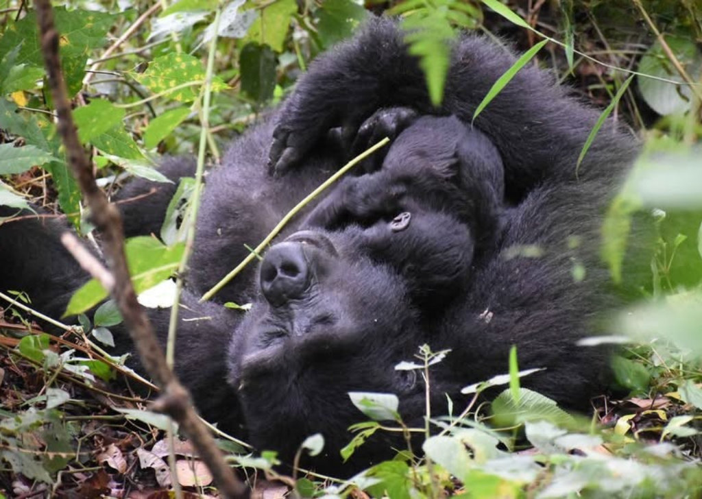 Rafiki junior se svou matkou Nderemara