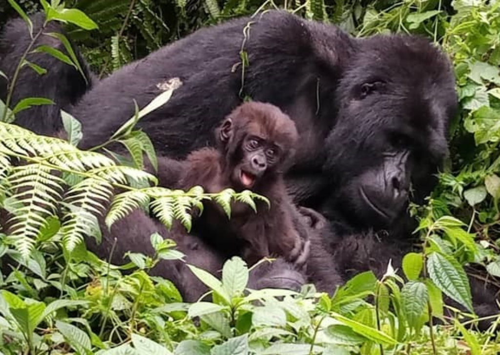 Rafiki junior se svou matkou Nderemara