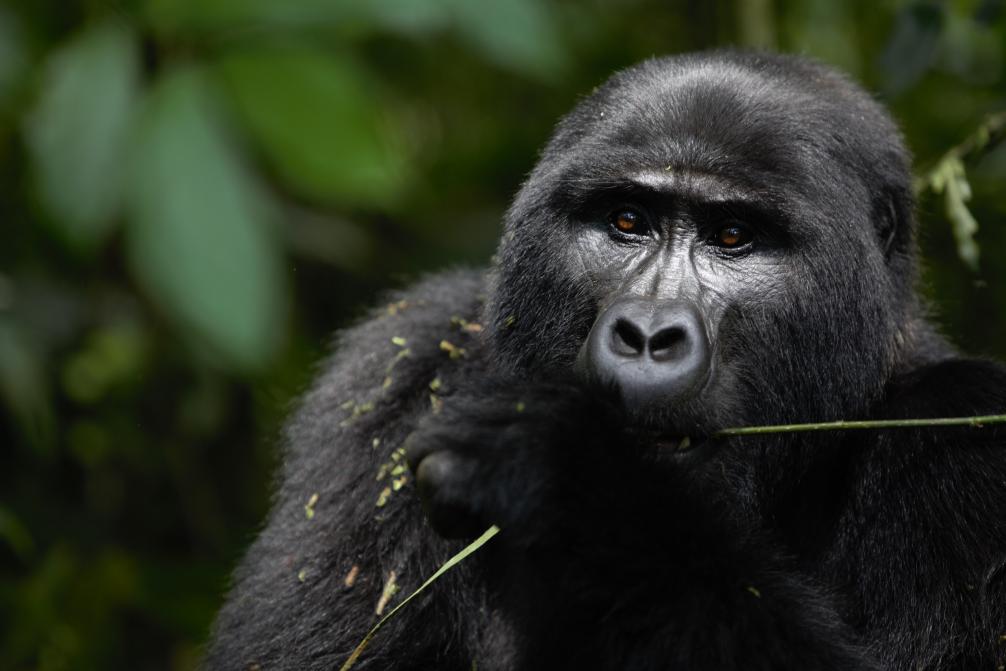 Rafiki - zbytečná smrt horské gorily