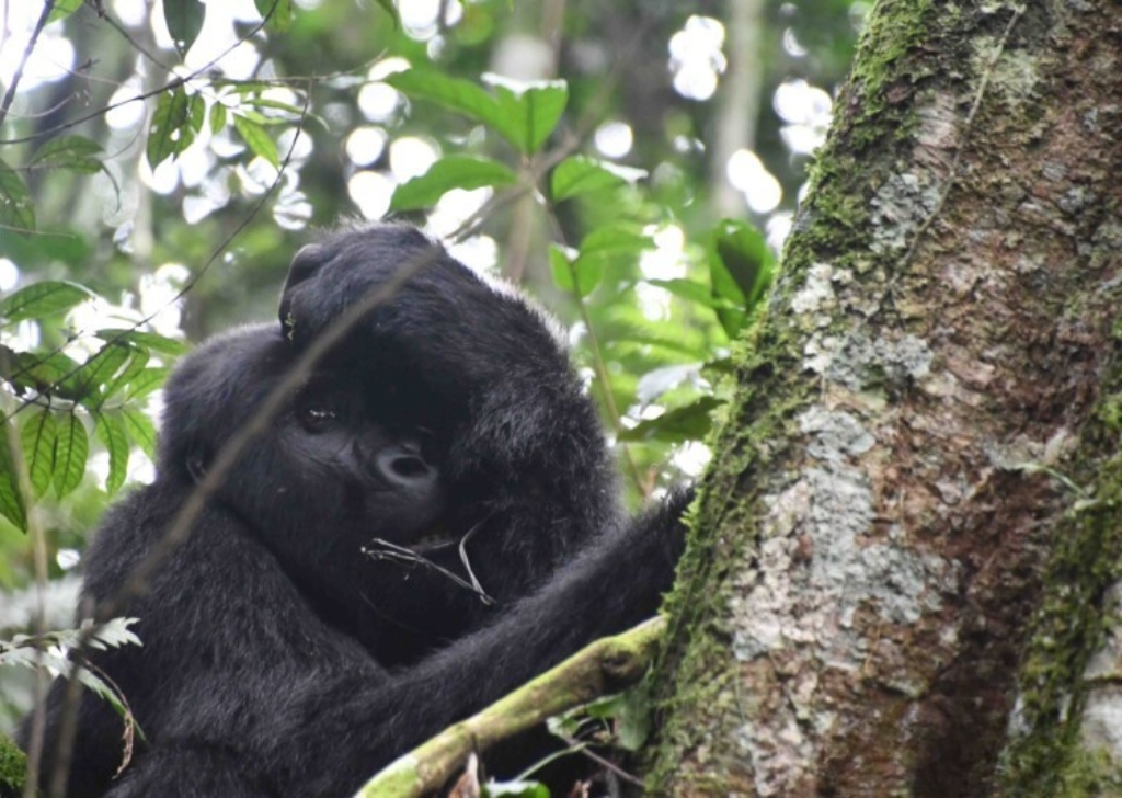Blackback Karureeta chewing on metal wire snare around his left wrist. © Gorilla Doctors
