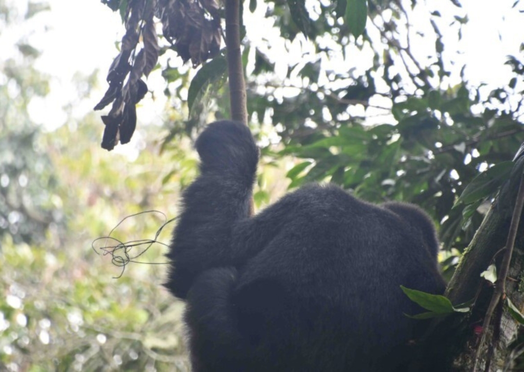 Metal wire snare wrapped around Karureeta’s left wrist. © Gorilla Doctors