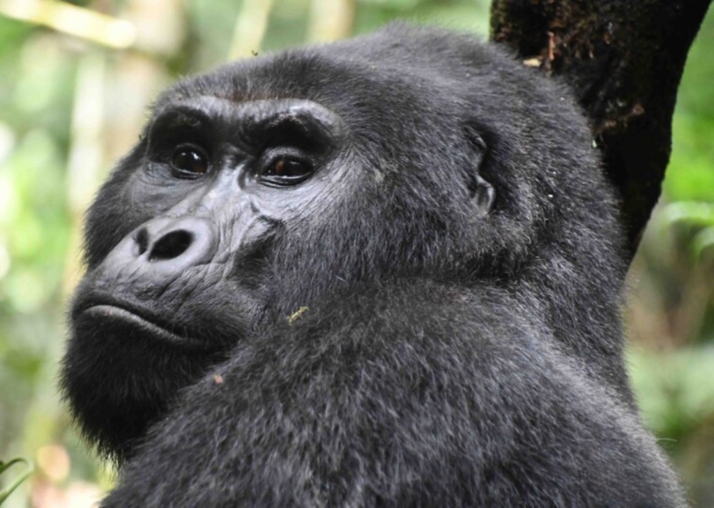 Karureeta recovering from anesthesia post-snare removal. © Gorilla Doctors