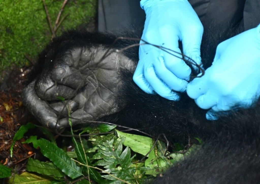 Dr. Ricky loosens snare before cutting wire. © Gorilla Doctors